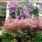 Fioroni Bellagio