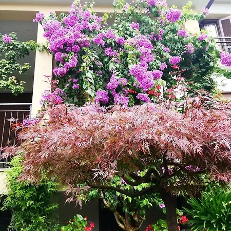 Fioroni Μπελάτζιο